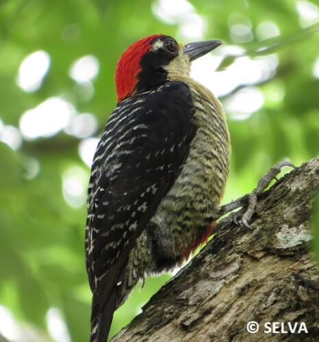Melanerpes-pulcherani-Black-cheeked-Woodpecker