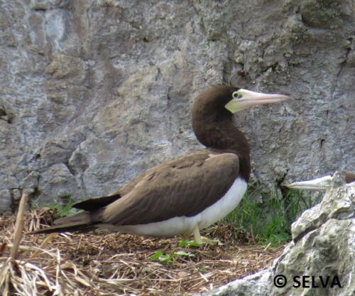 Sula-leucogaster-Brown-Booby