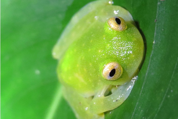 Galerías de anfibios y reptiles