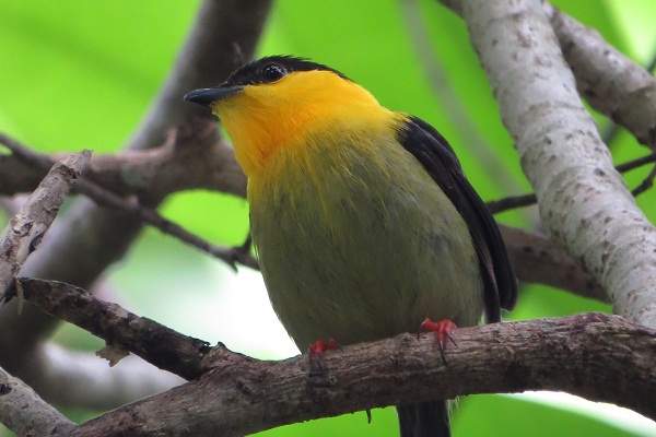 Galería de aves