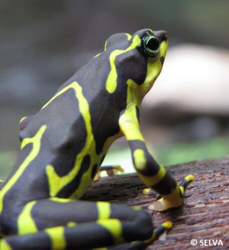 Atelopus-spurellii-NB-3