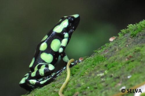 Dendrobates-auratus-NB2-2