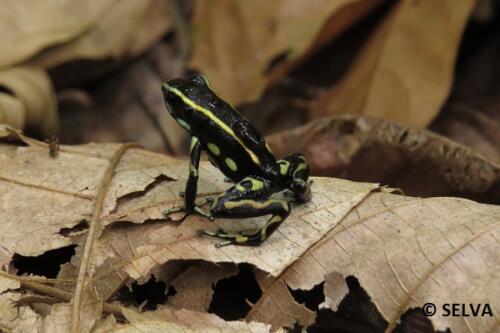 Dendrobates-truncatus-NB
