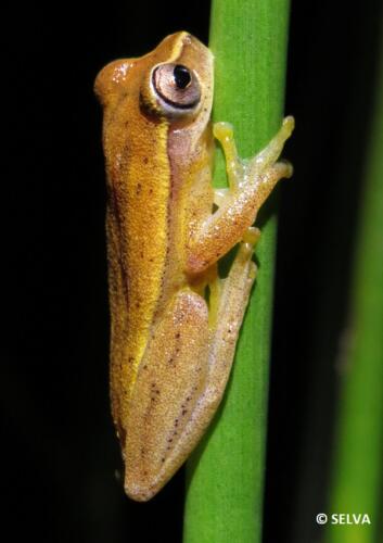 Dendropsophus-microcephalus-NB