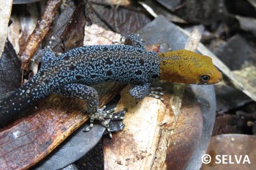 Gonatodes-albogularis