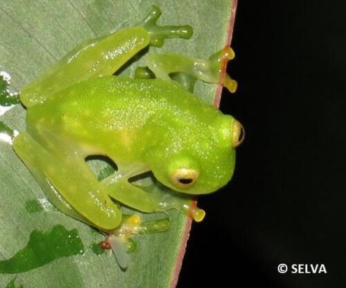 Hyalinobatrachium-chirripoi-NB-2