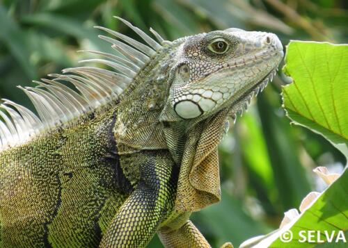 Iguana-iguana