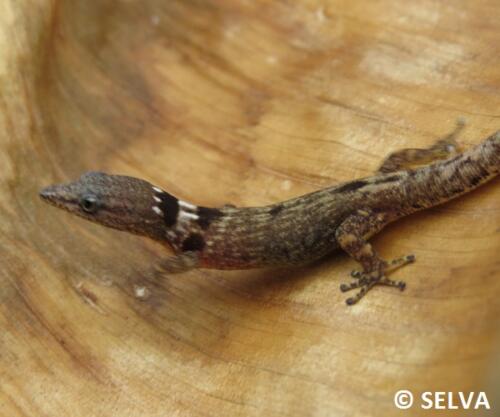 Sphaerodactylus-sp.