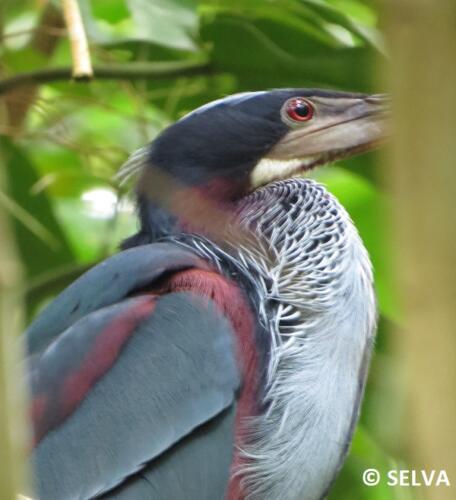 Agami-agami-Agami-Heron