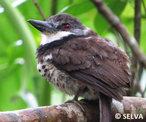 Bucco-naonamae-Sooty-capped-Puffbird