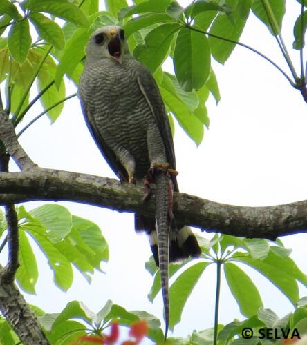 Buteo-nitidus-Gray-lined-Hawk