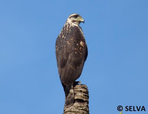 Buteogallus-anthracinus-Common-Black-Hawk