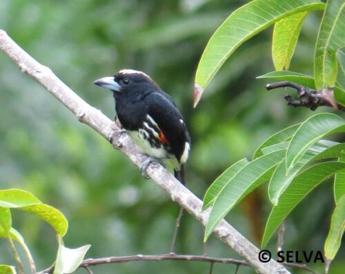 Capito-maculicoronatus-Spot-crowned-Barbet