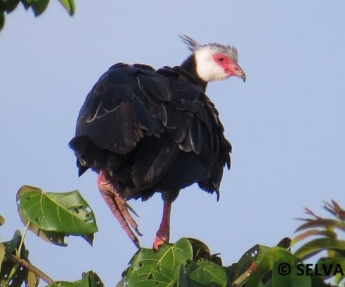 Chauna-chavaria-Northern-Screamer