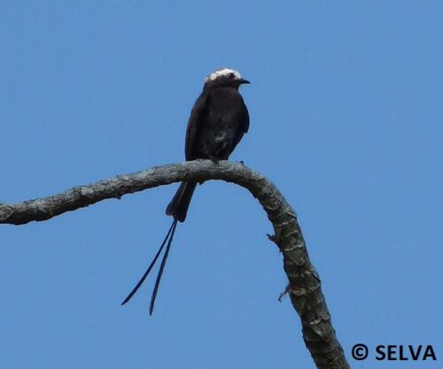 Colonus-colonia-Long-tailed-Tyrant