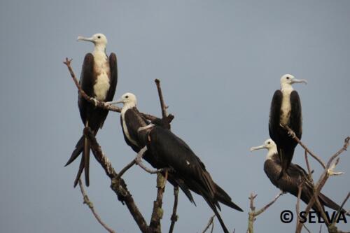 Fregata-magnificens-Magnificent-Frigatebird