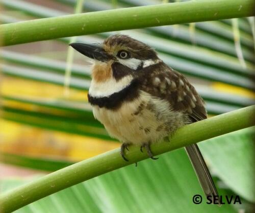 Hypnelus-ruficollis-Russet-throated-Puffbird