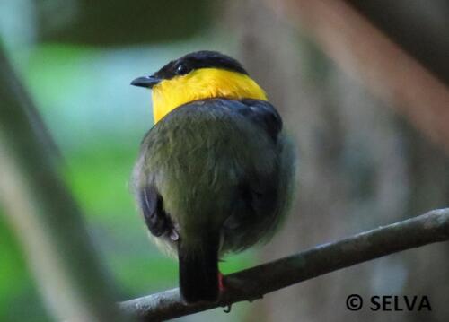 Manacus-vitellinus-Golden-collared-Manakin