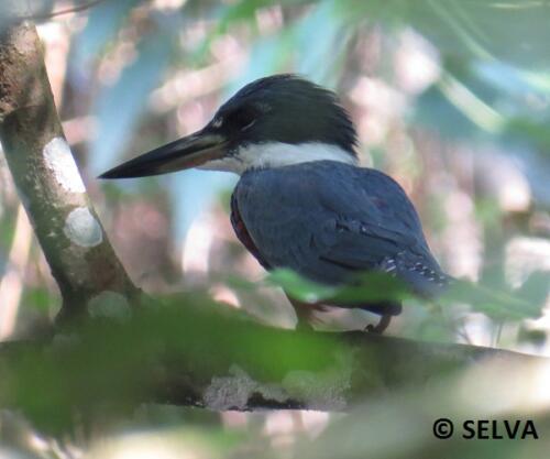 Megaceryle-torquata-Ringed-Kingfisher