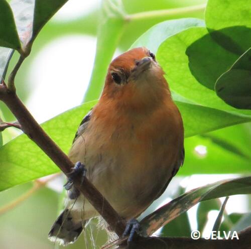 Myrmotherula-pacifica-Pacific-Antwren