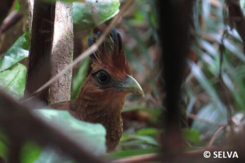 Neomorphus-geoffroyi-Rufous-vented-Ground-Cuckoo