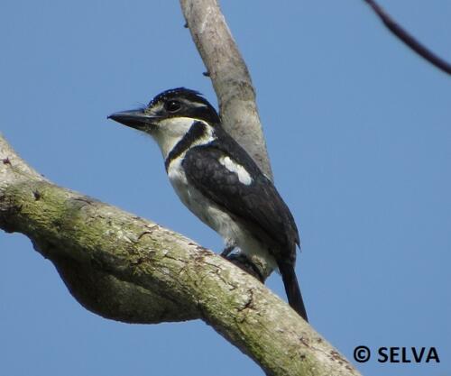 Notharcus-tectus-Pied-Puffbird