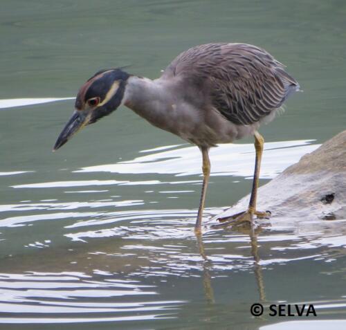 Nyctanassa-violacea-Yellow-crowned-Night-heron