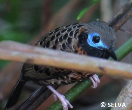 Phaenostictus-mcleanneani-Ocellated-Antbird