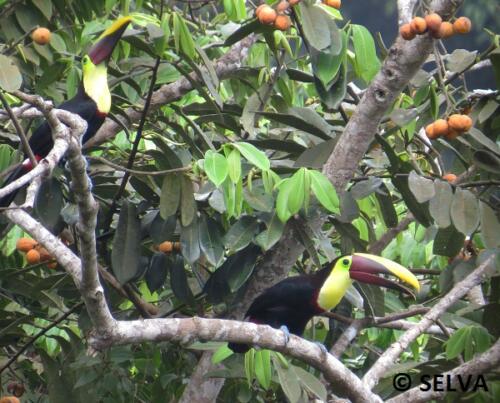 Ramphastos-swainsonii-Chestnut-mandibled-Toucan