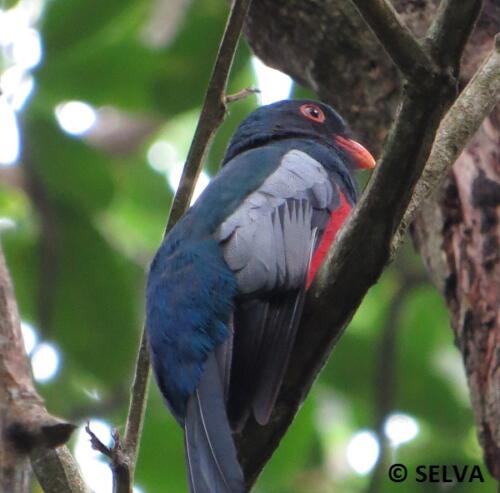 Trogon-masena-Slaty-tailed-Trogon