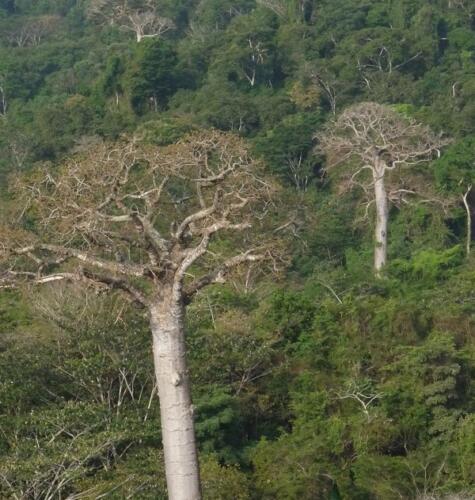 Bosque-de-los-gigantes