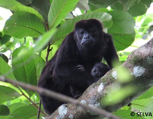 Alouatta-palliata