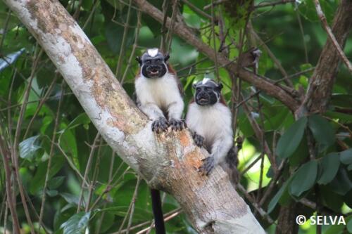 Saguinus-geoffroyi