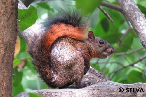 Sciurus-granatensis